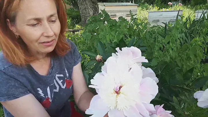 Пион Pink Lemonade