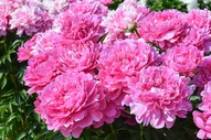 Пион Princess Margaret 3/5