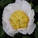 Paeonia Cheddar Pom Pom Пион Чеддар Пом Пом
