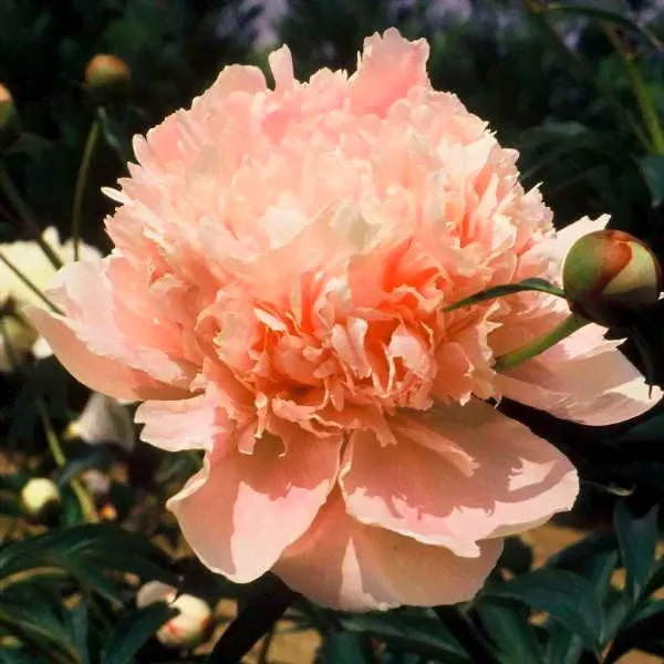 Пион Paeonia Marie Crousse 3/5-0