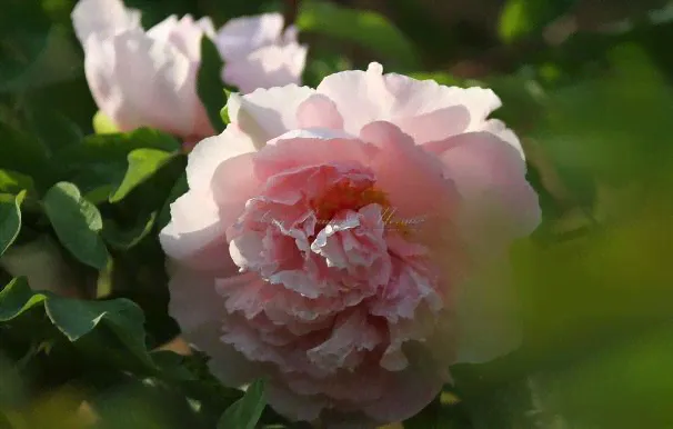 Пион древовидный Peachblossom Covered with Snow-1