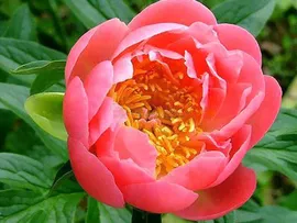 Пион травянистый Пинк Хаваиан корал (Pink Hawaiian coral)