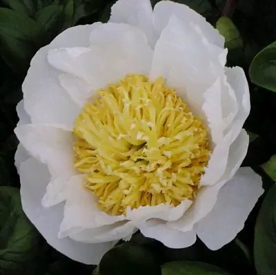 Paeonia Cheddar Pom Pom Пион Чеддар Пом Пом-0