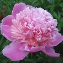 Пион Дюшес де Орлеан (Duchesse de Orleans), куст 10–15 л