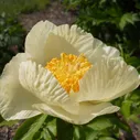 Пион Рой Персонс Бест Еллоу (Paeonia Roy Persons Best Yellow)