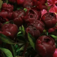 Пион Хот Чоколат Японский.