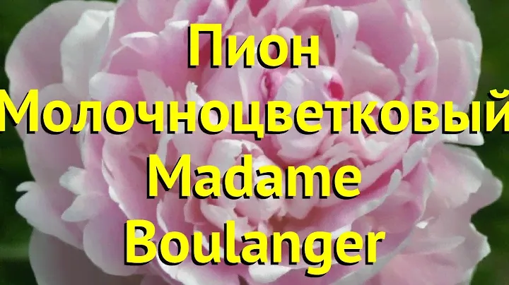 Пион молочноцветковый Мадам Буланже. Краткий обзор, описание paeonia lactiflora Madame Boulanger