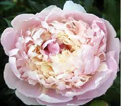 PAEONIA lactiflora/Пион ‘Madame Calot" 3/5(1х1шт)