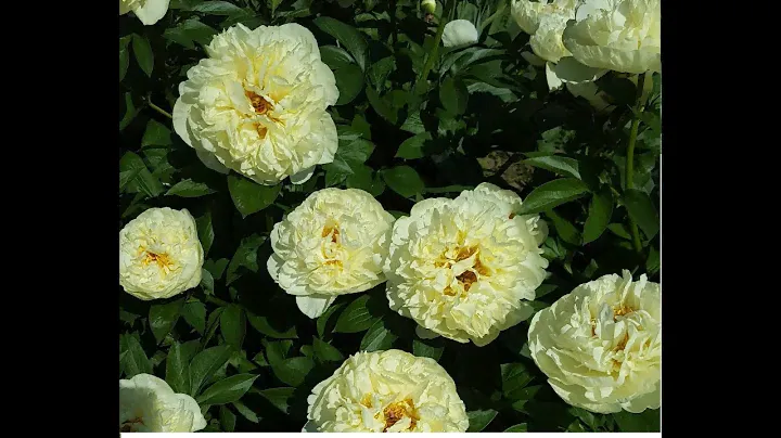 Paeonia Lemon Chiffon. Пион Лимон Шифон. Цветение