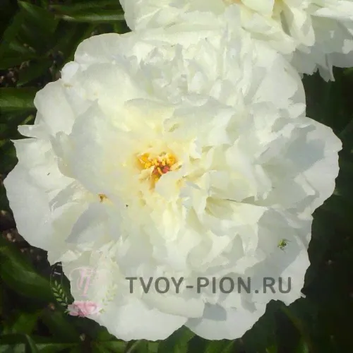 Пион травянистый Келвейс Глориус-0