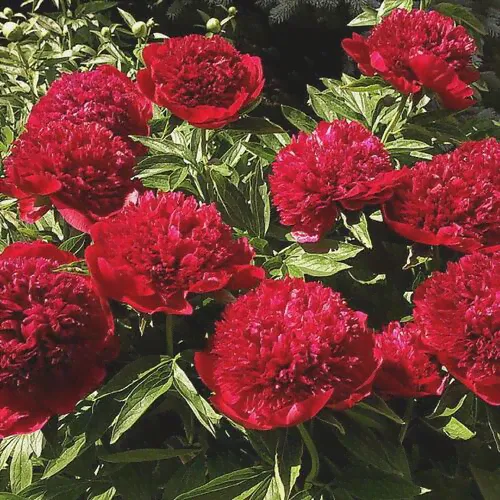 Пион молочноцветковый Ред Шарм/Paeonia lactiflora Red Charm C5