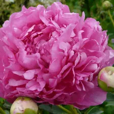Paeonia Glory Hallelujah Пион Глори Аллилуйя