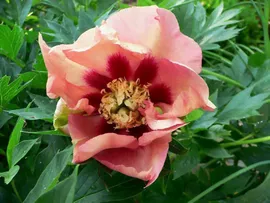Paeonia Old Rose Dandy Пион Олд Роуз Дэнди