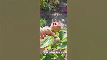 Півонія Carnation Bouquet перше цвітіння 19.05.23