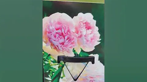 ПИОНЫ ИЗ БЕЛЬГИ , ТРАВЯНИСТЫЕ И ИТО ГИБРИДЫ  в контейнере 3.5 и 2.5 #пионы #пионывсаду #пионыито