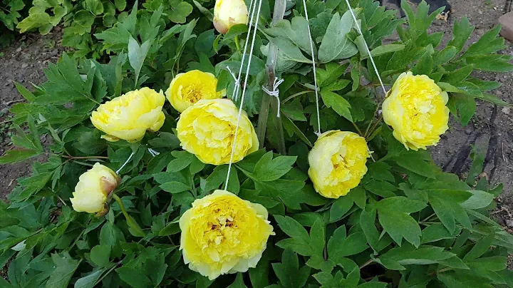 Tree Peony - Alice Harding 2021
