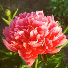 Пион 'Лорелея' / Paeonia 'Lorelei'