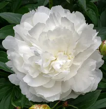Пион Paeonia Elsa Sass 2/3