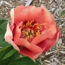 Пион Олд Роуз Денди 'Old Rose Dandy'