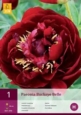 Пион 1 PAEONIA BUCKEYE BELLE размер 2/3