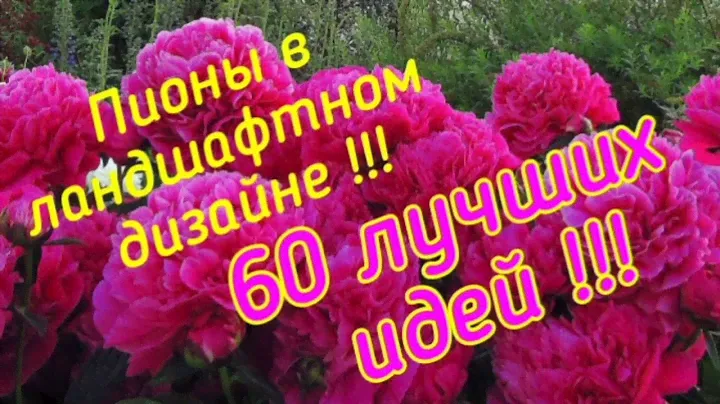 Пионы в ландшафтном дизайне.60 лучших идей!!!