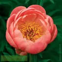 Paeonia Coral Charm Пион Корал Чарм