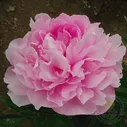 Пион Янь Ян Тянь / Летящий Журавль / Северное Сияние (Paeonia Yan yang tian)
