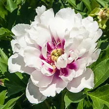 Пион ИТОН Кора Луиза (Paeonia Itoh Cora Louise) C4L BE из питомника Ваш сад из питомника Ваш сад