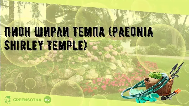 Пион Ширли Темпл (Paeonia Shirley Temple)
