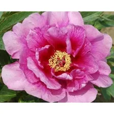 Пион Sonoma Amethyst (Сонома Аметист)