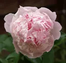 Семена Пион травянистый Энджел Чикс 3 шт.