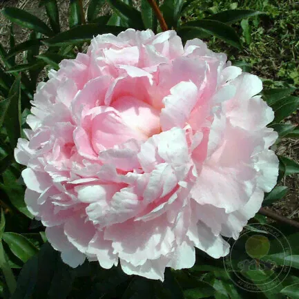 Пион Рейн Делюкс / Paeonia Reine Deluxe (Стандартная деленка, 2-3 почки, пр-во Европа)-0