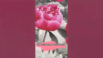 Комплект ПИОНЫ с цветами