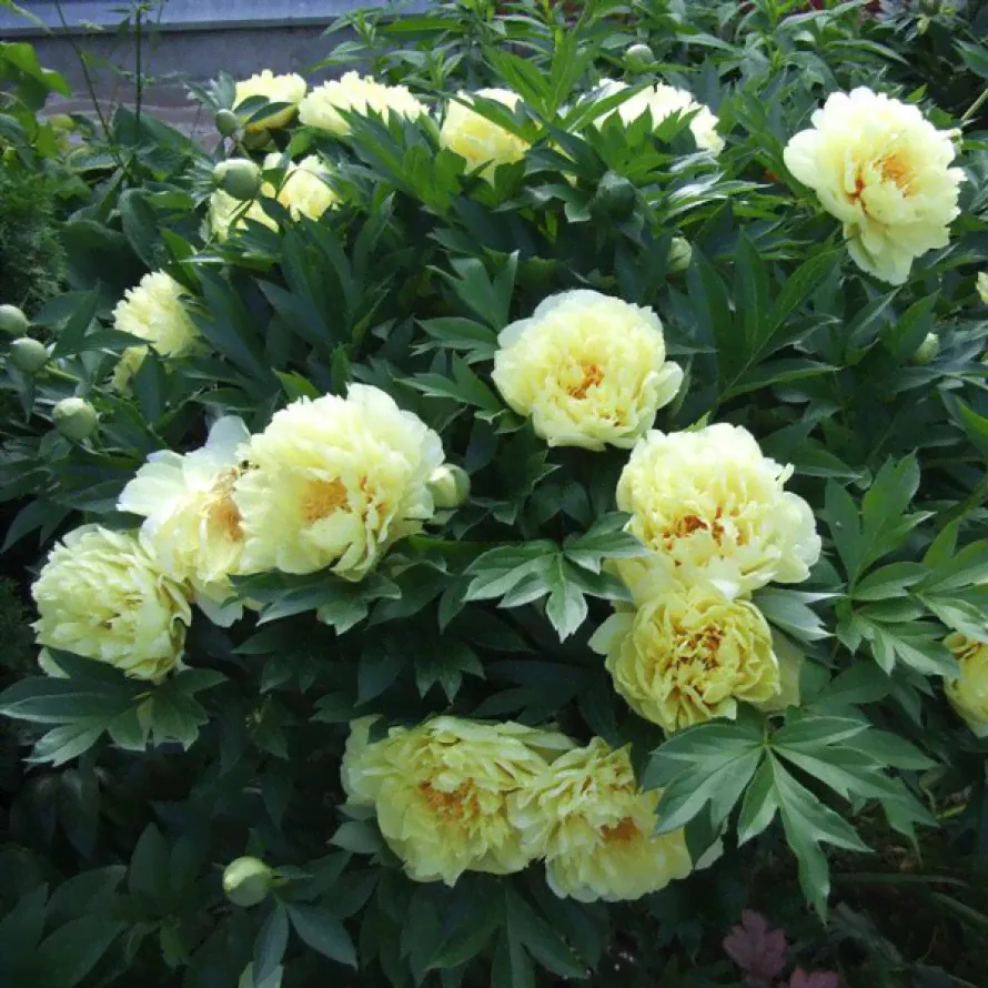 Пион Garden Treasure (Гарден Треже) ИТО-0