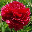 Пион Рэд Сара Бернар (Paeonia Red Sarah Bernhardt)