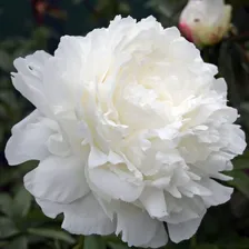Пион Paeonia Ann Cousins 2/3