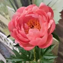 Пион "Coral Charm" Корал Чарм С3