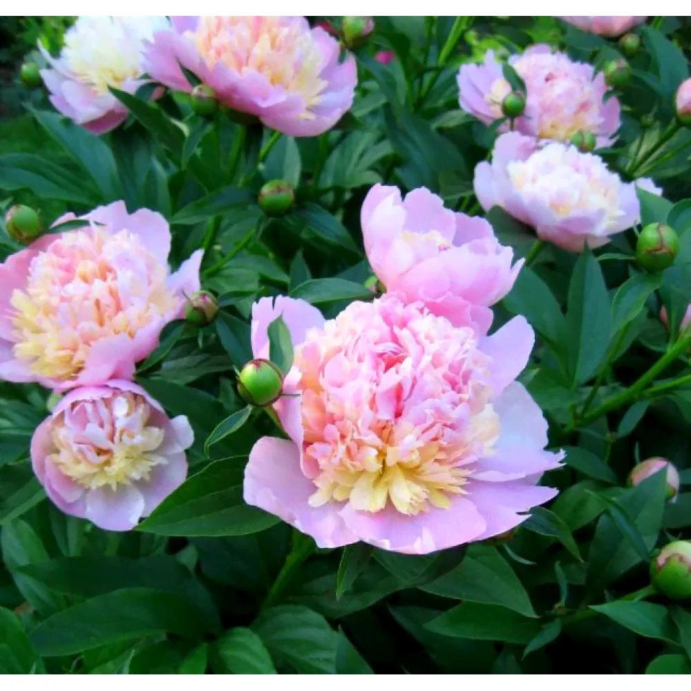 Пион Sorbet (Сорбет)-3