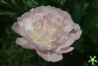 Пион травянистый 'Блаж Квин' / Paeonia 'Blush Queen'-1