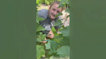 Летняя обрезка смородины