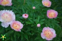 Пион травянистый 'Жемчужная россыпь' / Paeonia 'Zhemchuzhnaya Rossyp'