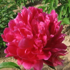 Пион Цзы Фэн Чао Ян / Сияющий Пурпурный Феникс (Paeonia Zi feng chao yang / Purple Phoenix Facing Sun / Shining Purple Phoenix)