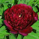 Пион др. Wu jin yao hui / Shining Black Gold / Glossy Black /Сверкающее черное золото /Glittering Black gold C3,5