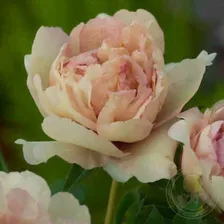Пион Клаудс оф Колор (Paeonia Clouds of Color)