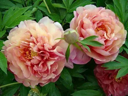 Paeonia Magical Mystery Tour Пион Мэджикал Мистери Тур-0