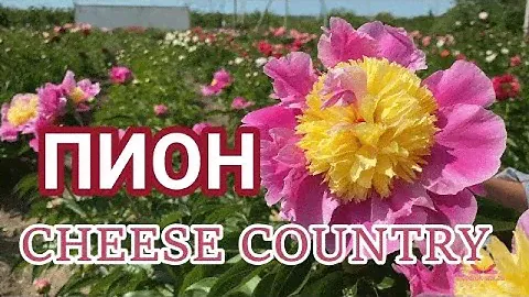Чудо-сорт - пион CHEESE COUNTRY / Сад Ворошиловой