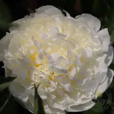 Пион Айвори Виктори (Paeonia Ivory Victory)