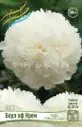 ​Пион БОУЛ ОФ КРЕМ (BOWL OF CREAM), 2/3 n, 1 шт.