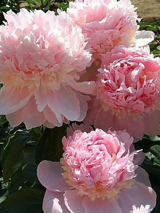Пион (Paeonia) «Angel Cheeks»