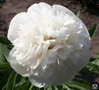 Пион Альба Плена (Paeonia officinalis Alba plena) С3 id#4442782